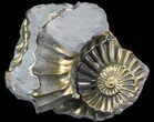 Pyritized Pleuroceras Ammonite - Germany #42757-1